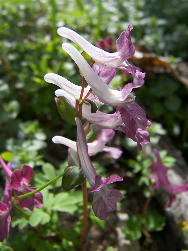 Image of Corydalis caucasica specimen.