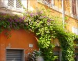 Bougainvillea glabra. Цветущее растение. Италия, Рим, в культуре. 27 июля 2010 г.