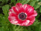 Anemone coronaria