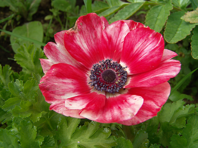 Image of Anemone coronaria specimen.