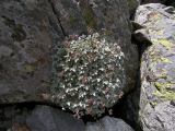 Potentilla divina