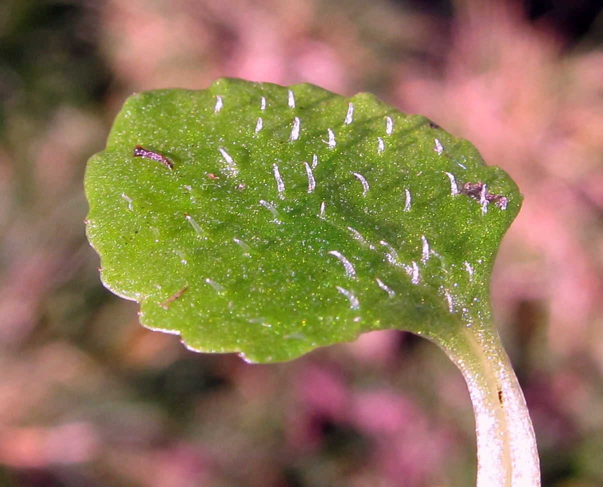 Image of Chrysosplenium oppositifolium specimen.