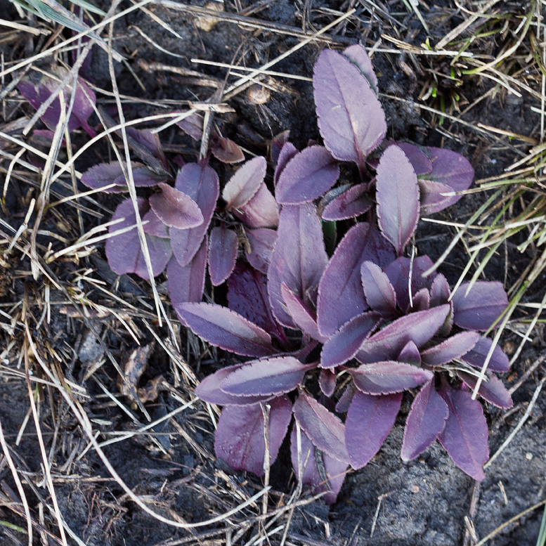 Image of Veronica spicata specimen.