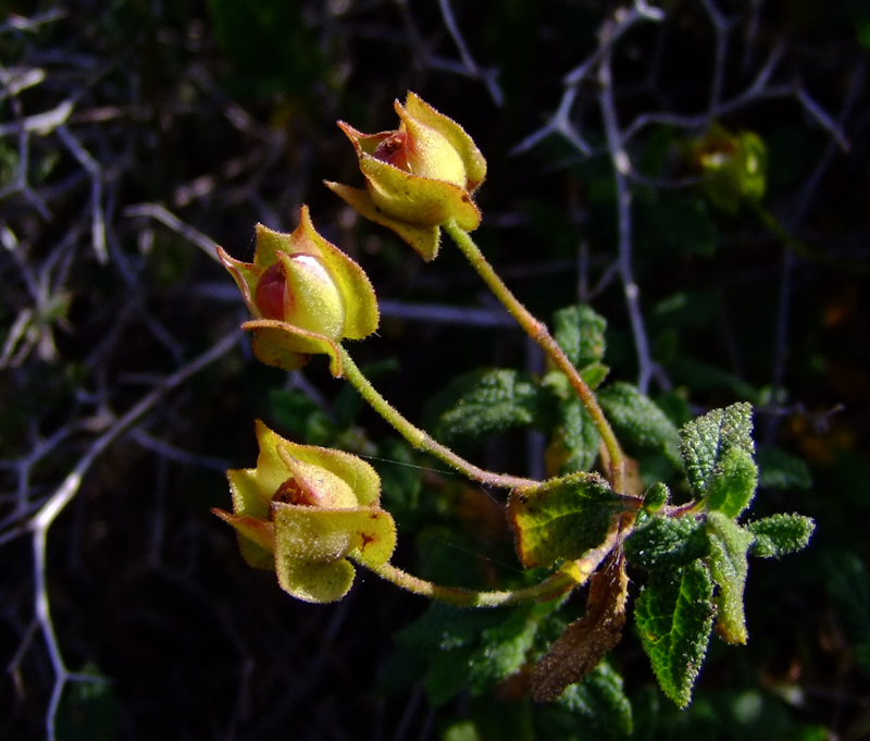 Image of Cistus salviifolius specimen.