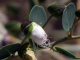 Capparis aegyptia. Распускающийся цветок. Израиль, центральный Негев, Нахаль Цын. 20.04.2012.