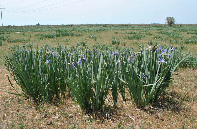 Изображение особи Iris pseudonotha.