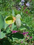 Paeonia daurica. Верхушка побега с незрелым плодом. Крым, над Ялтой, хребет Иограф. 4 июня 2012 г.