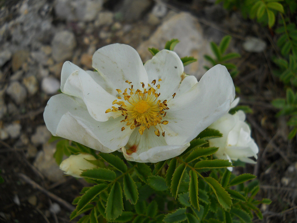 Image of Rosa spinosissima specimen.