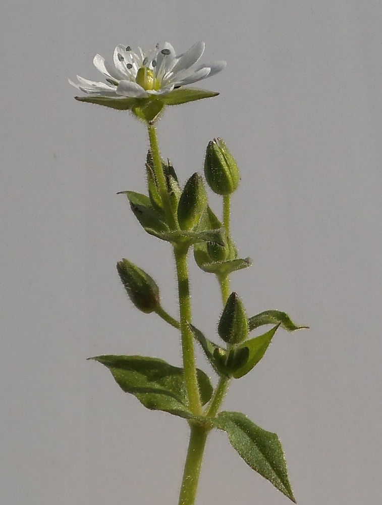 Image of Myosoton aquaticum specimen.