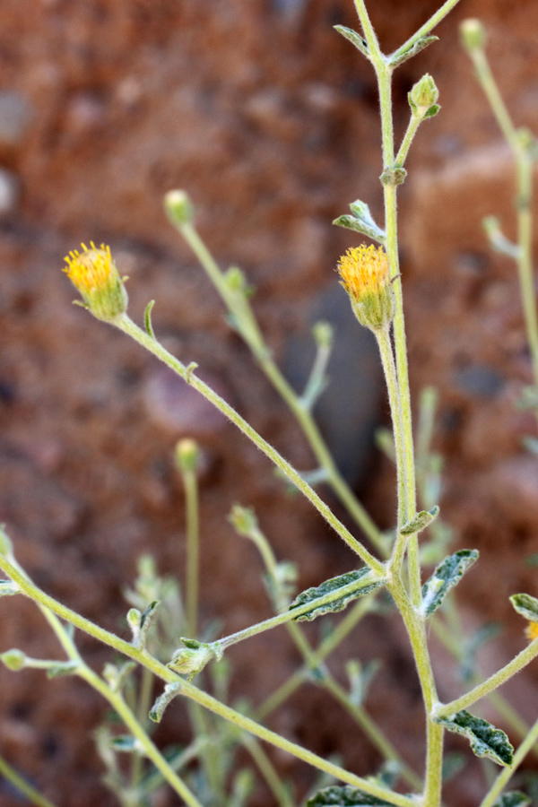 Image of Pulicaria salviifolia specimen.