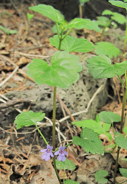 Изображение особи Glechoma hederacea.