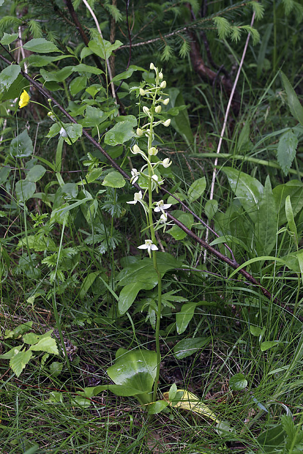 Image of Platanthera chlorantha specimen.