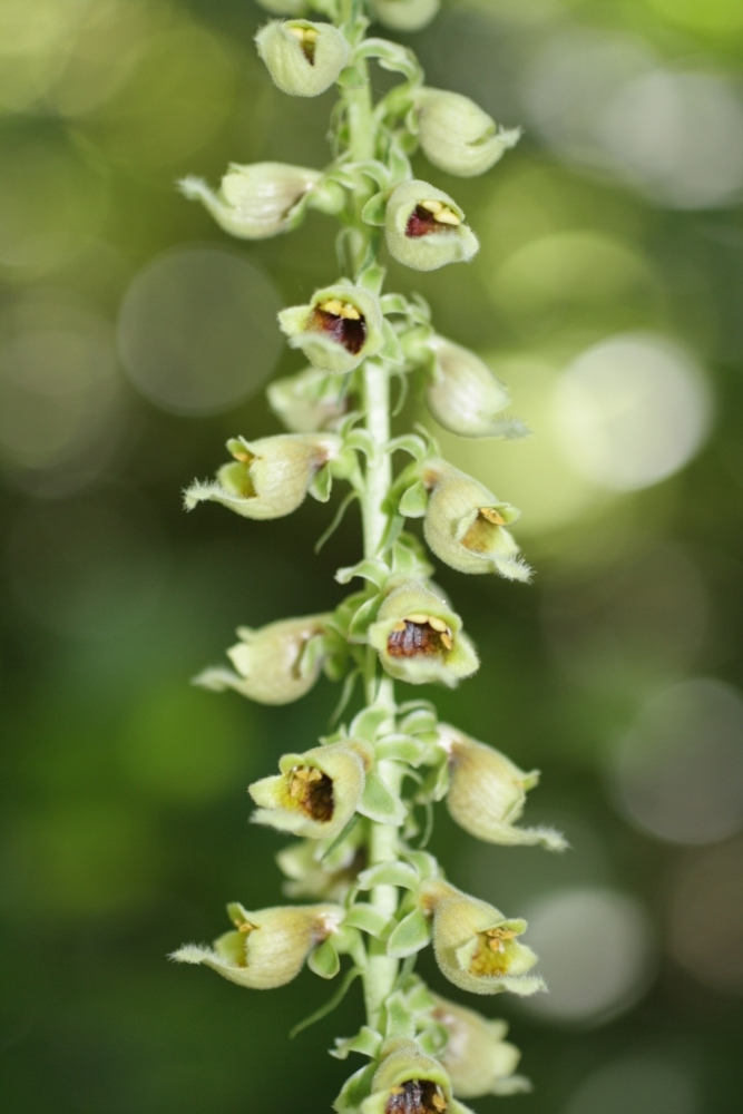 Изображение особи Digitalis schischkinii.