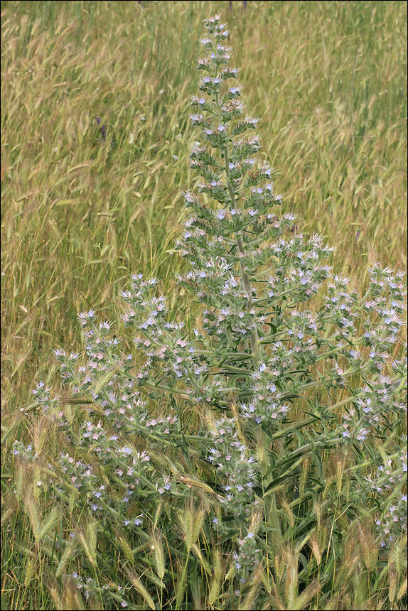 Image of Echium biebersteinii specimen.