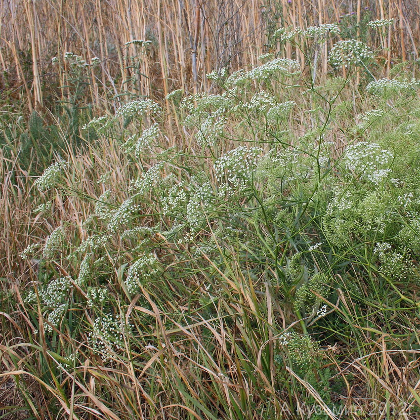 Изображение особи Falcaria vulgaris.