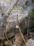 Allium daninianum. Верхушка побега с соцветием. Israel, Mount Carmel. 23.04.2008.