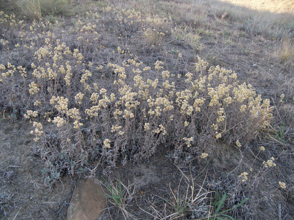 Image of Helichrysum arenarium specimen.