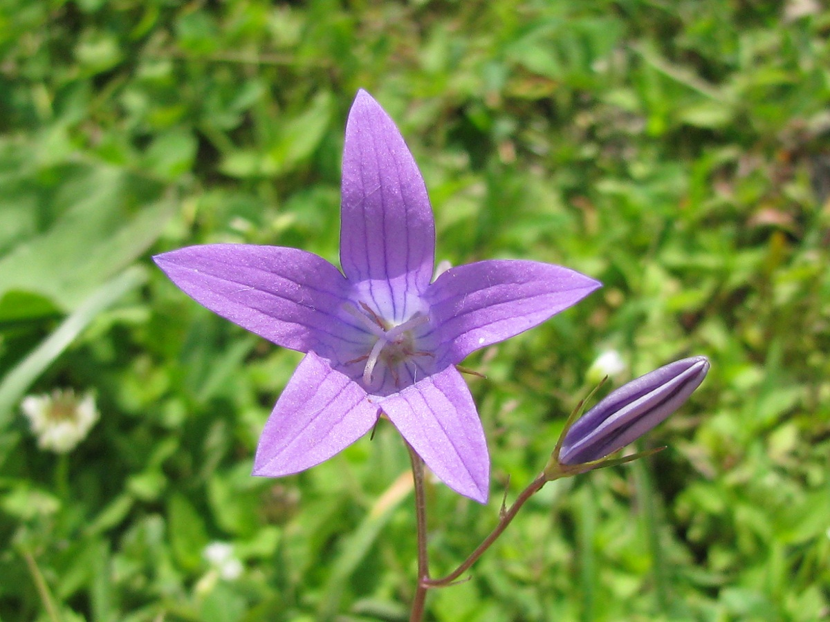 Image of Campanula patula specimen.