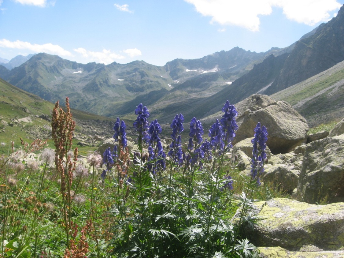 Image of Aconitum nasutum specimen.