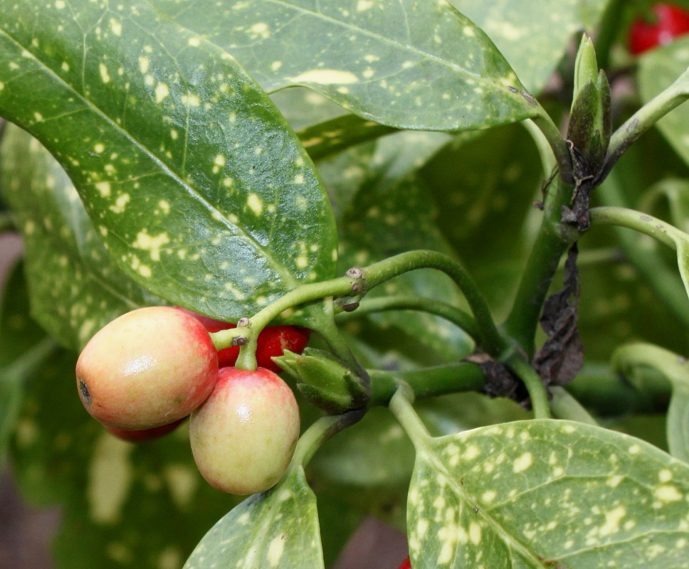 Image of Aucuba japonica specimen.