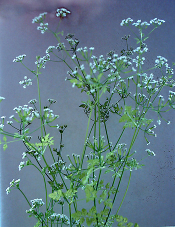 Image of Anthriscus cerefolium specimen.