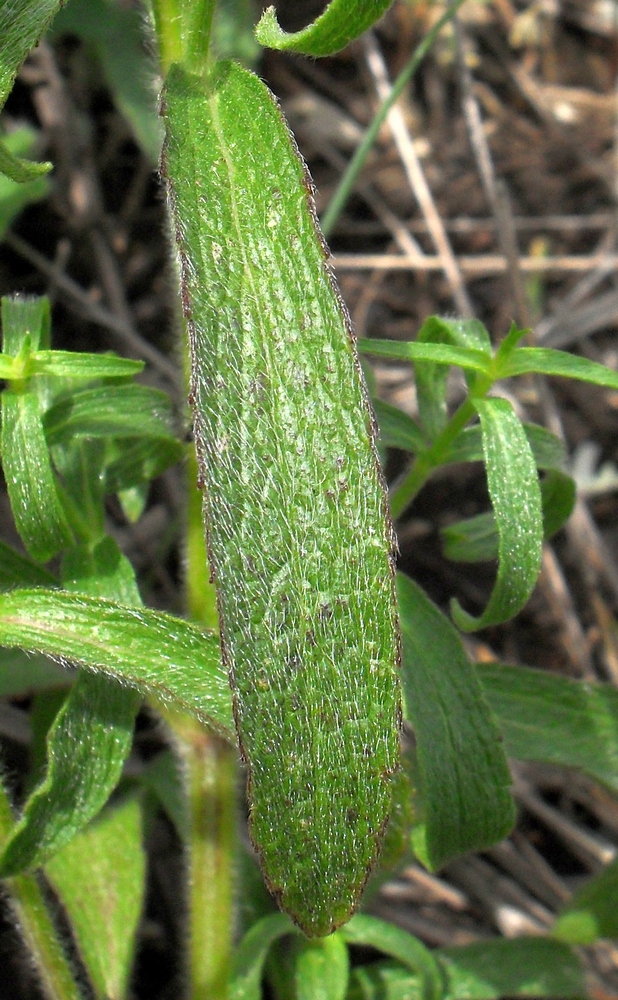 Изображение особи Stachys recta.