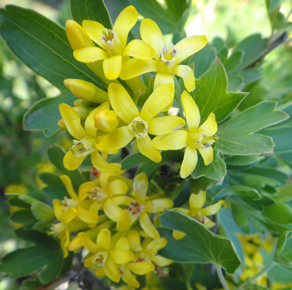 Image of Ribes aureum specimen.