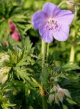 Geranium pratense. Цветок и развивающееся соцветие. Германия, г. Krefeld, Ботанический сад. 10.06.2013.