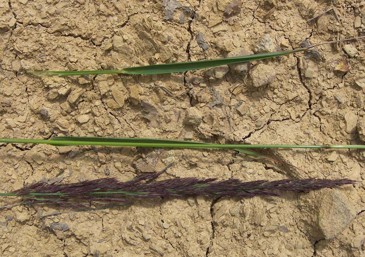 Image of Calamagrostis arundinacea specimen.