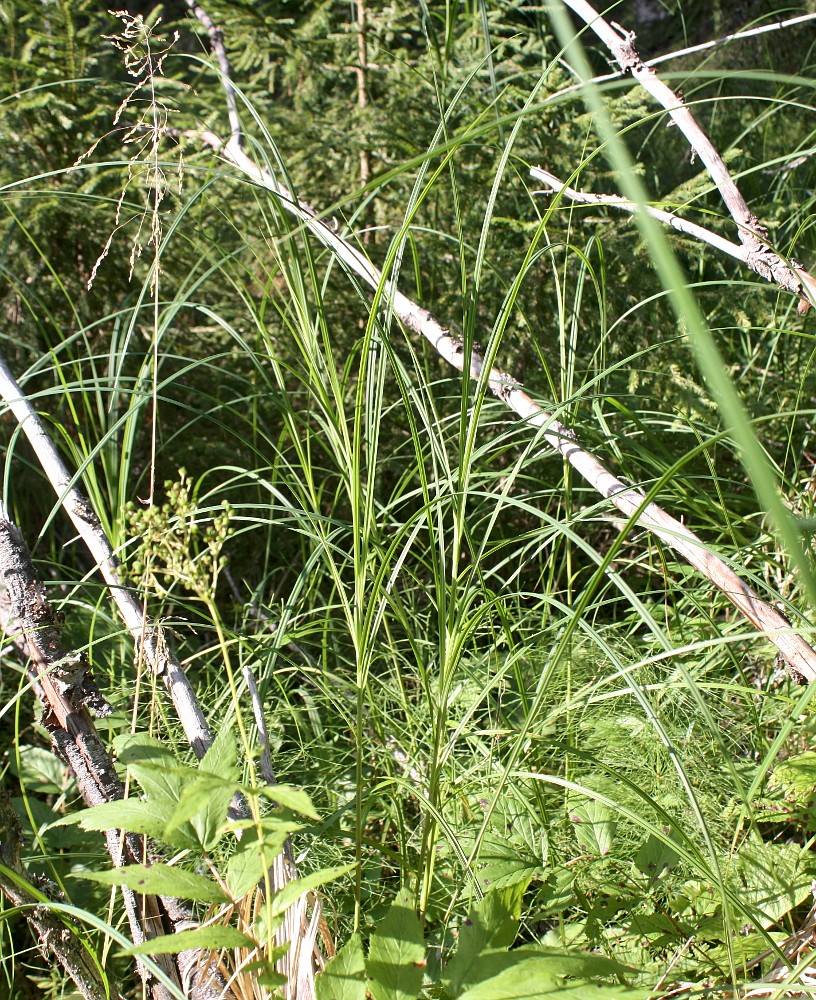 Image of Carex atherodes specimen.