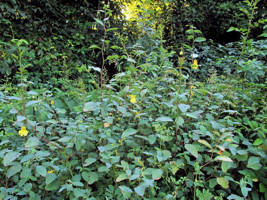 Image of Impatiens noli-tangere specimen.