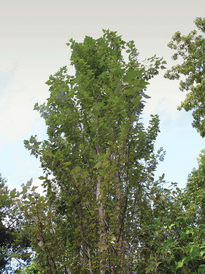 Image of Populus alba specimen.