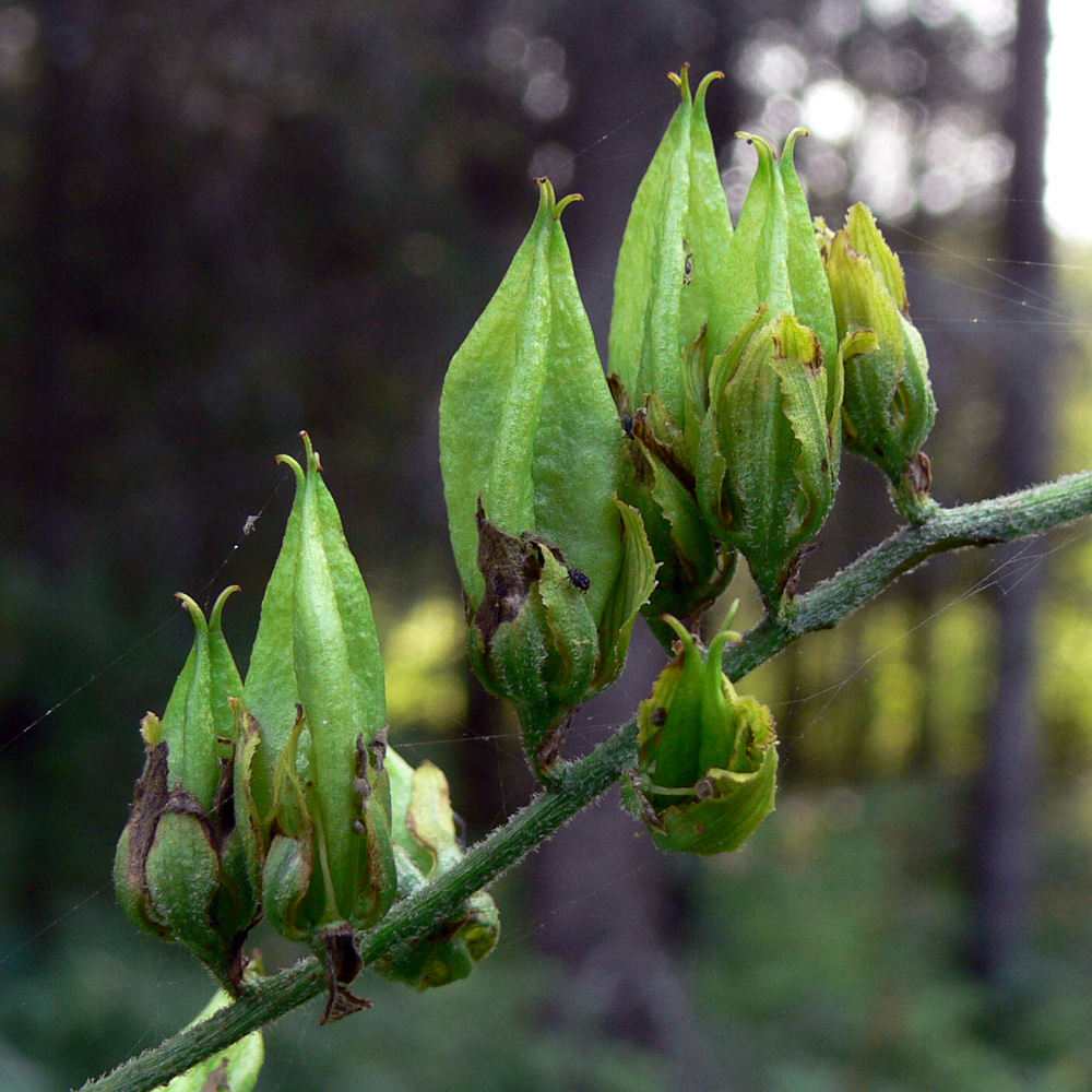 Image of Veratrum lobelianum specimen.