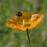 Papaver croceum. Цветок с подлетающим шмелем. Юго-восточный Казахстан, Кунгей Алатау, окр. Первого Кульсайского оз. 05.07.2013.