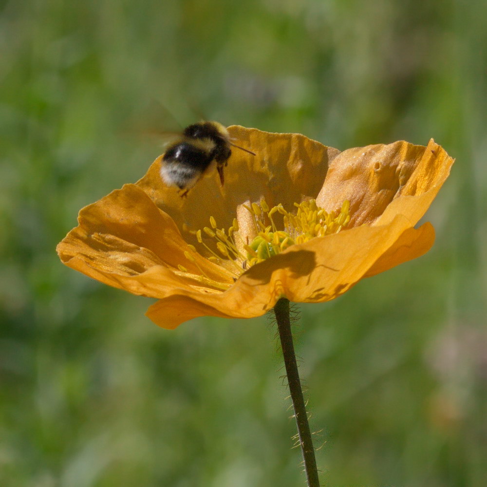 Image of Papaver croceum specimen.