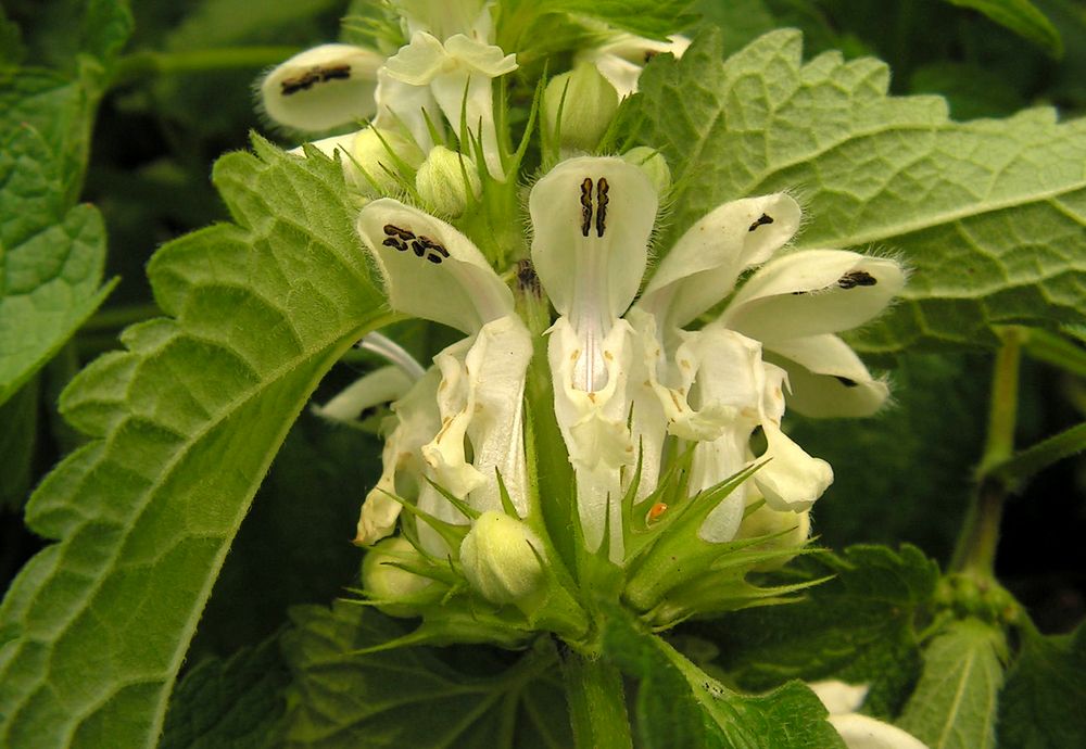 Image of Lamium album ssp. orientale specimen.