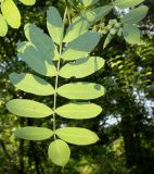 genus Sorbus. Лист. Германия, г. Дюссельдорф, Ботанический сад университета. 04.09.2013.