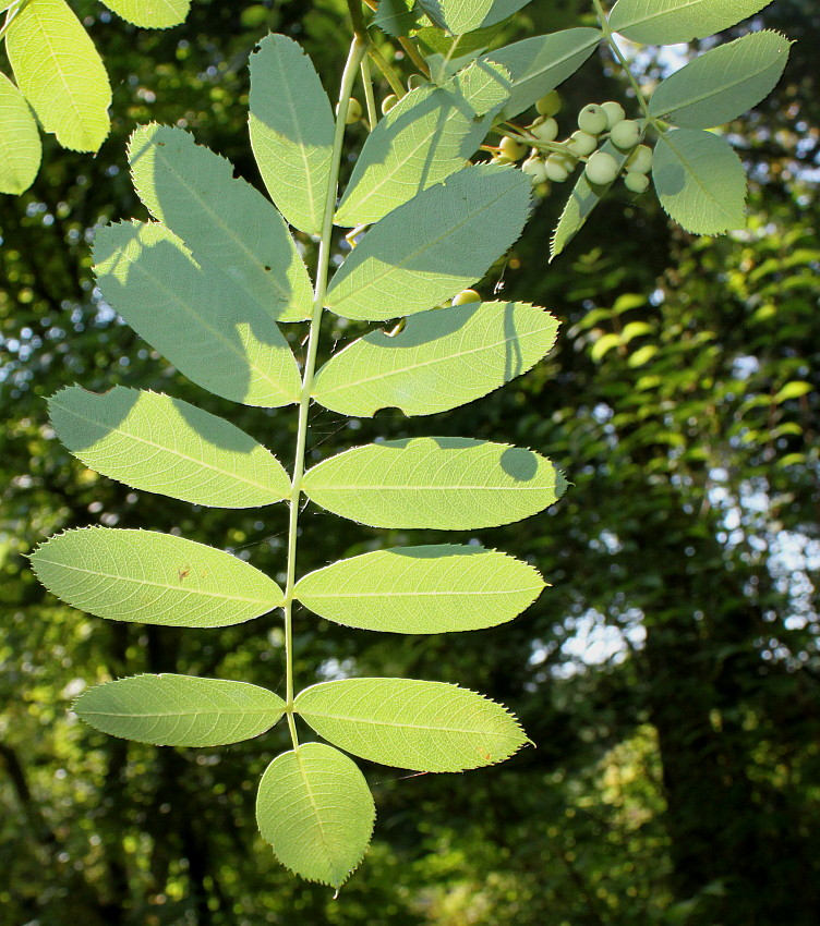 Image of genus Sorbus specimen.