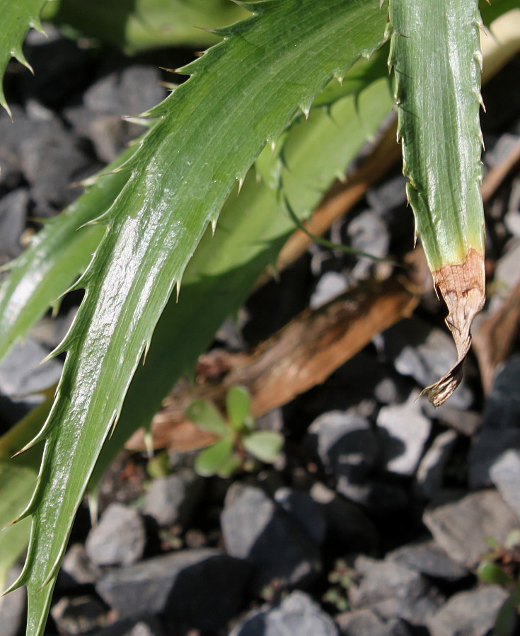 Image of Eryngium serra specimen.