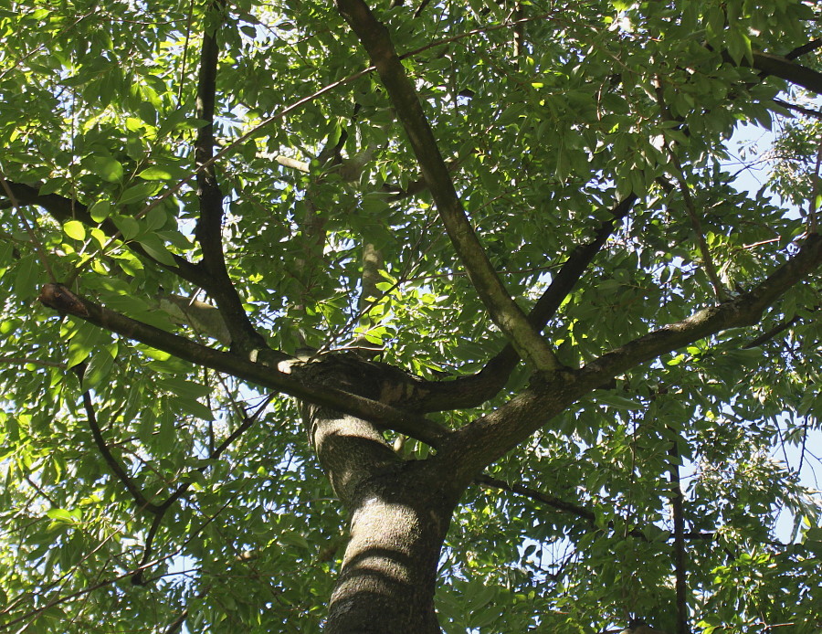 Image of Diospyros lotus specimen.