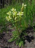 Pedicularis sibirica