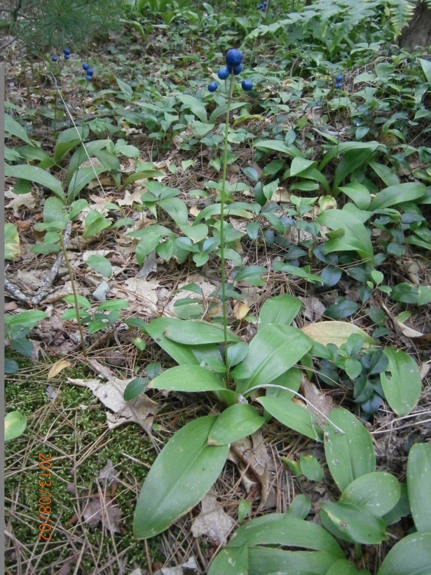 Image of Clintonia borealis specimen.