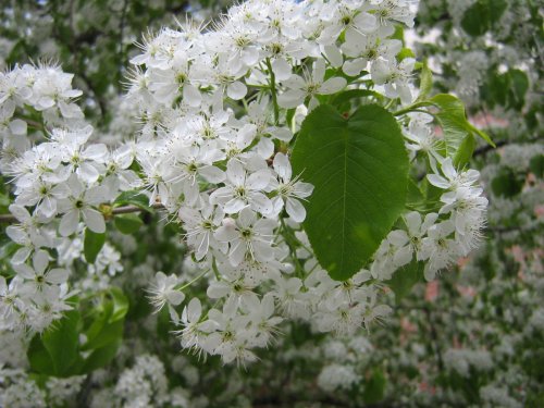 Image of genus Prunus specimen.