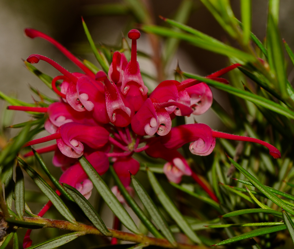 Image of Grevillea rosmarinifolia specimen.