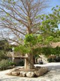 Смотреть изображение Adansonia digitata