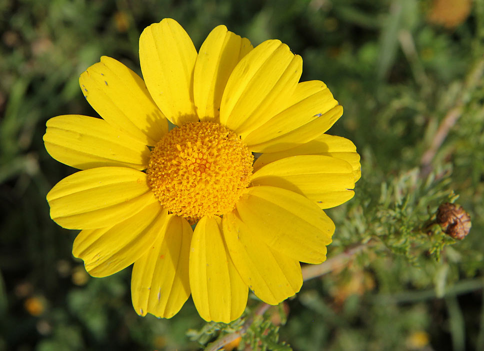 Image of Glebionis coronaria specimen.