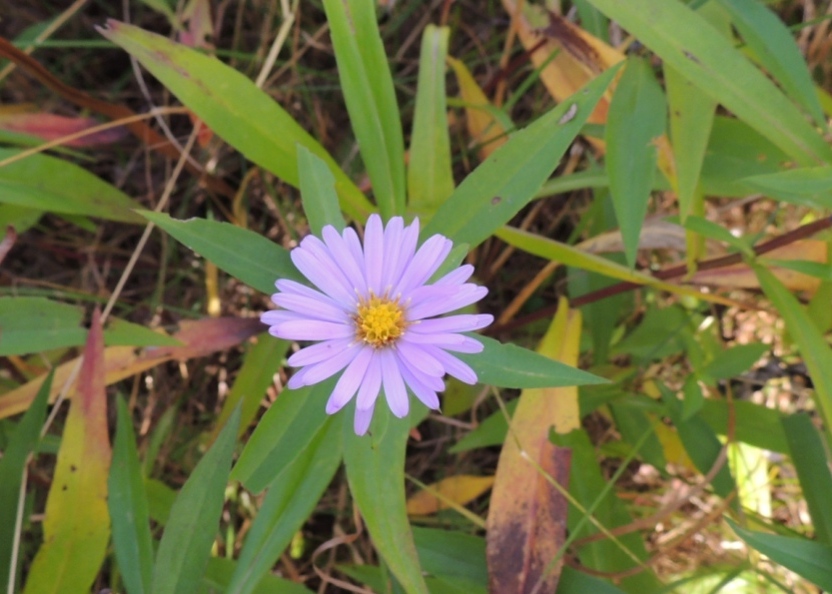 Image of Symphyotrichum novi-belgii specimen.