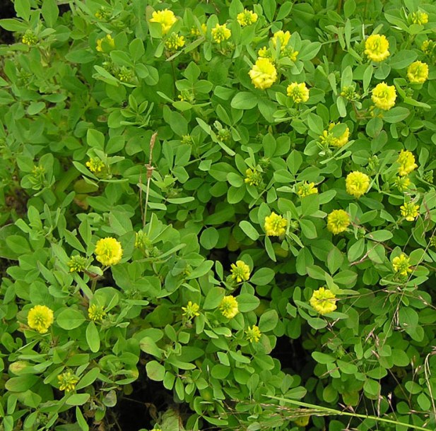 Image of Trifolium campestre specimen.