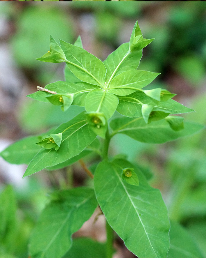 Image of Euphorbia squamosa specimen.