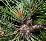 Pinus ponderosa. Разветвление с молодым побегом и основаниями хвоинок. Германия, г. Дюссельдорф, Ботанический сад университета. 04.05.2014.